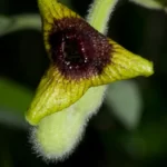 woolly dutchmans pipe flower aristolochia tomentosa