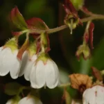 woolly huckleberry gaylussacia mosieri