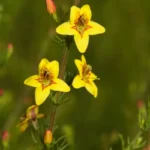yaupon blacksenna seymeria cassioides