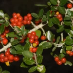yaupon holly berries ilex vomitoria