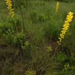 yellow colicroot aletris lutea 2