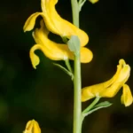 yellow fumewort corydalis flavula