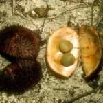 yellow nicker guilandina major
