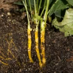 yellowroot xanthorhiza simplicissima