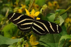 zebra longwing on hairy leafcup smallanthus uvedalia