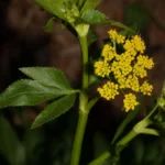 Zizia flower and leaves