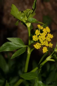 Zizia flower and leaves